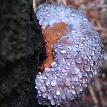 Lorem ipsum dolor sit amet