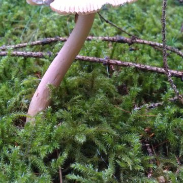 Lorem ipsum dolor sit amet