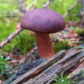 Lorem ipsum dolor sit amet