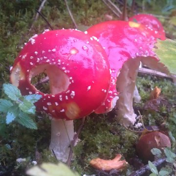 Lorem ipsum dolor sit amet