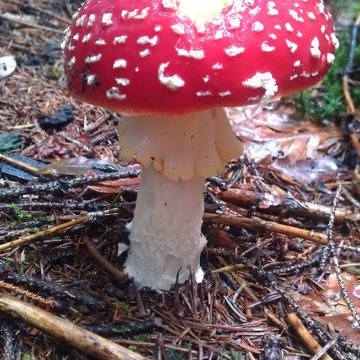 Lorem ipsum dolor sit amet