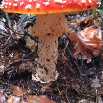 Lorem ipsum dolor sit amet