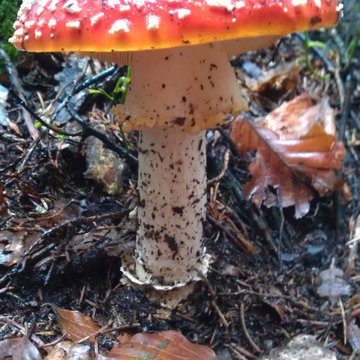 Lorem ipsum dolor sit amet