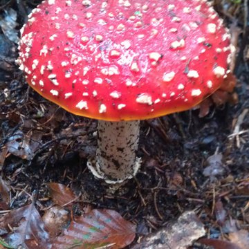 Lorem ipsum dolor sit amet