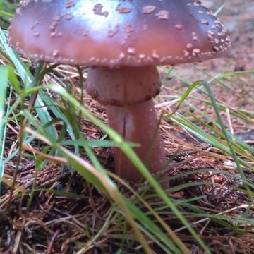 Lorem ipsum dolor sit amet