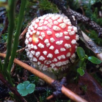 Lorem ipsum dolor sit amet