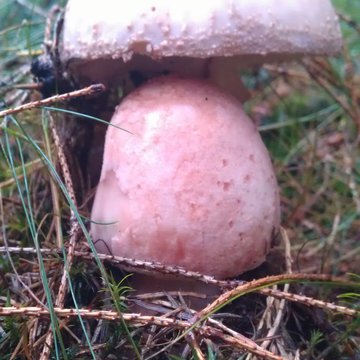 Lorem ipsum dolor sit amet