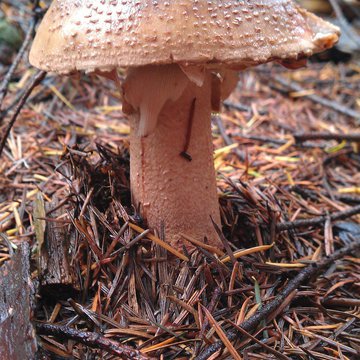 Lorem ipsum dolor sit amet