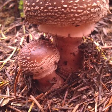 Lorem ipsum dolor sit amet