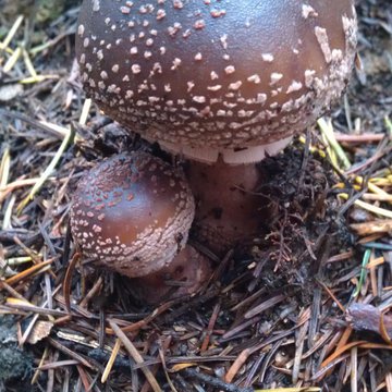 Lorem ipsum dolor sit amet