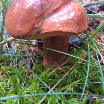 Lorem ipsum dolor sit amet