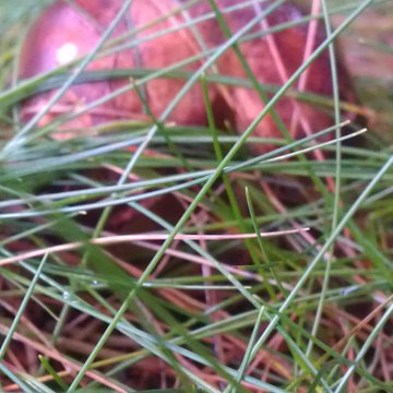 Lorem ipsum dolor sit amet