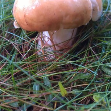 Lorem ipsum dolor sit amet