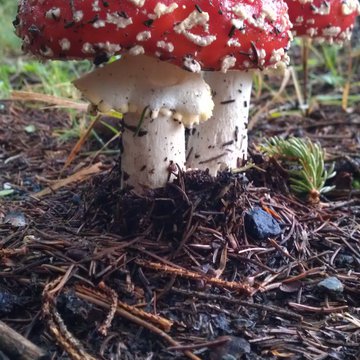 Lorem ipsum dolor sit amet