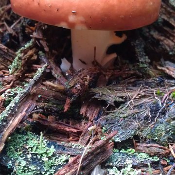 Lorem ipsum dolor sit amet